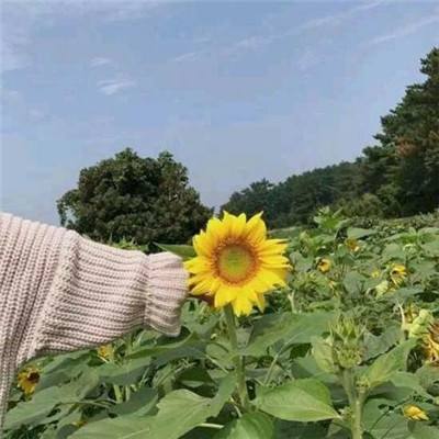 冻京necro台服手游下载